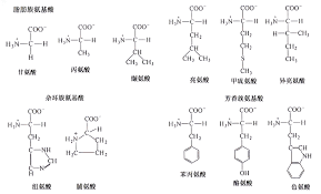 α-酮戊二酸的结构